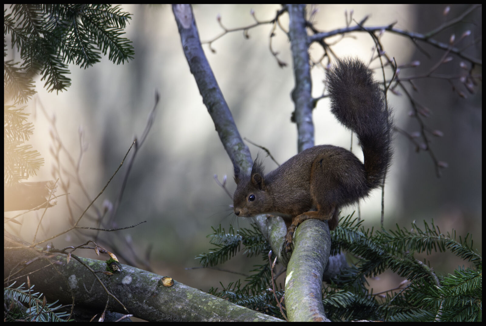 Nikon D800 sample photo. The squirel photography