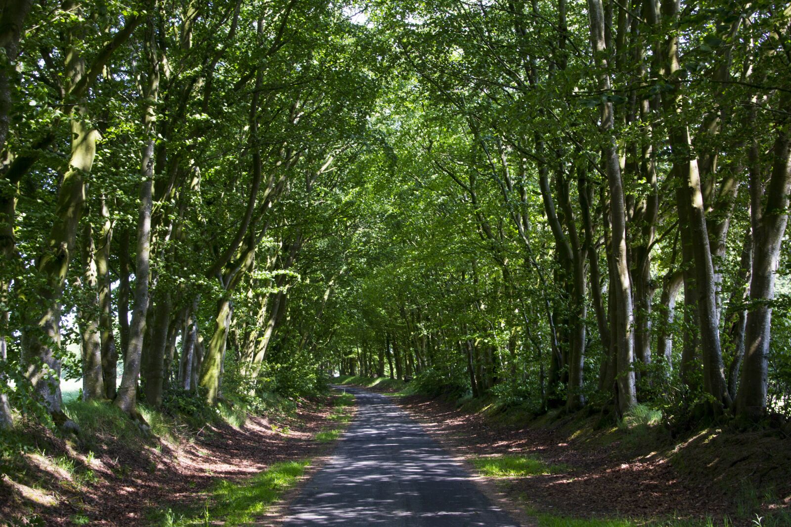 Canon EOS 60D sample photo. Forest path, trees, nature photography