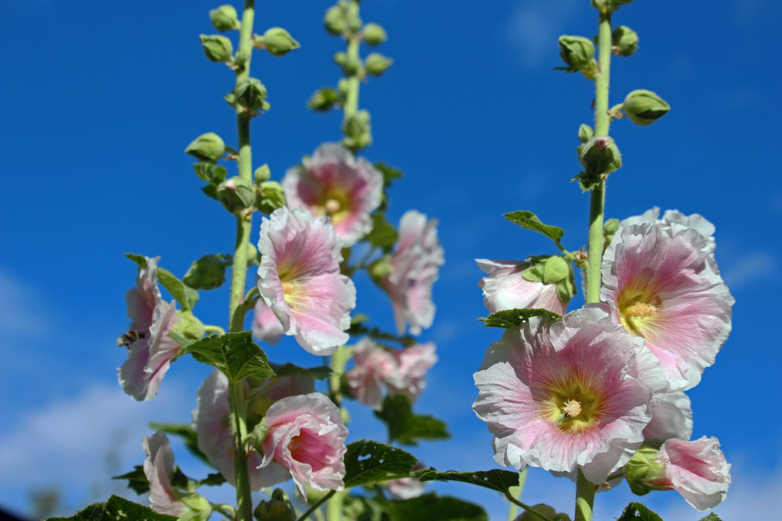 Canon EF-S 55-250mm F4-5.6 IS STM sample photo. Stock rose, bauer roses photography