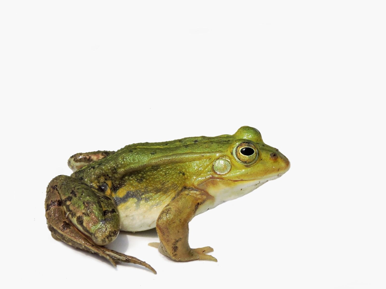 Nikon Coolpix P600 sample photo. Frog, frog pond, water photography