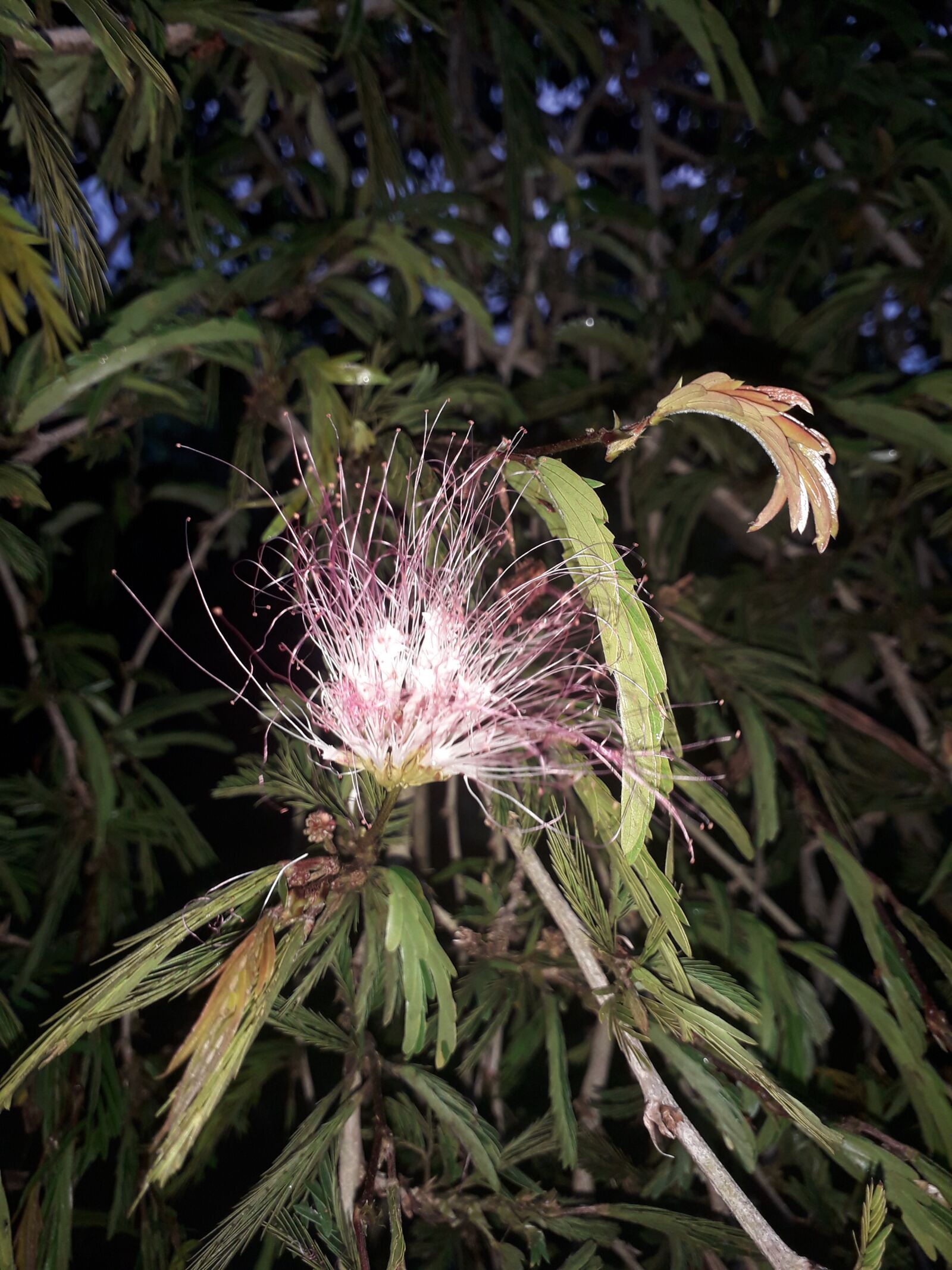 Samsung Galaxy J4 sample photo. Flor, jardín, belleza photography