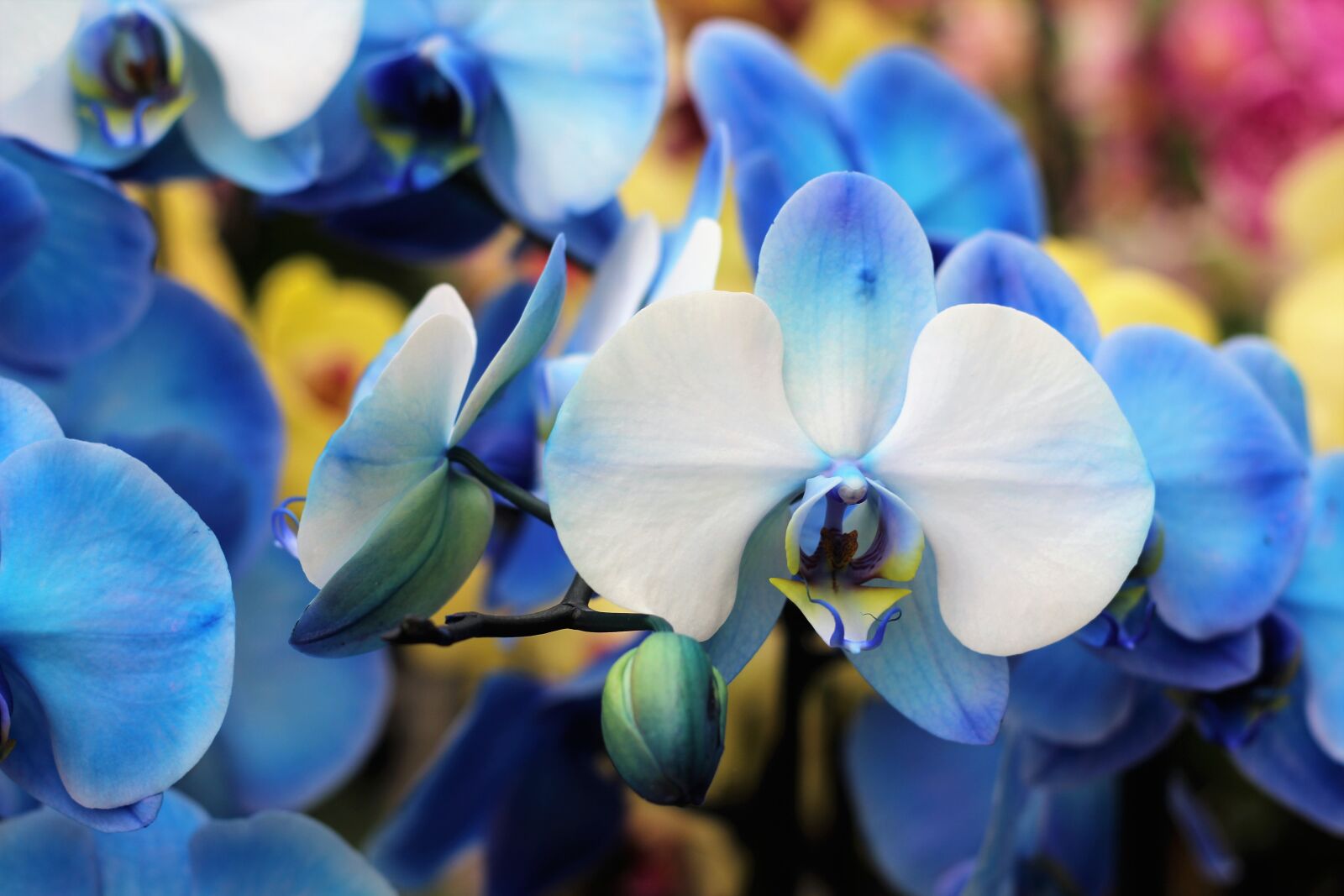 Canon EOS 600D (Rebel EOS T3i / EOS Kiss X5) + Canon EF 50mm F1.8 II sample photo. Orchid, flower, isolated photography