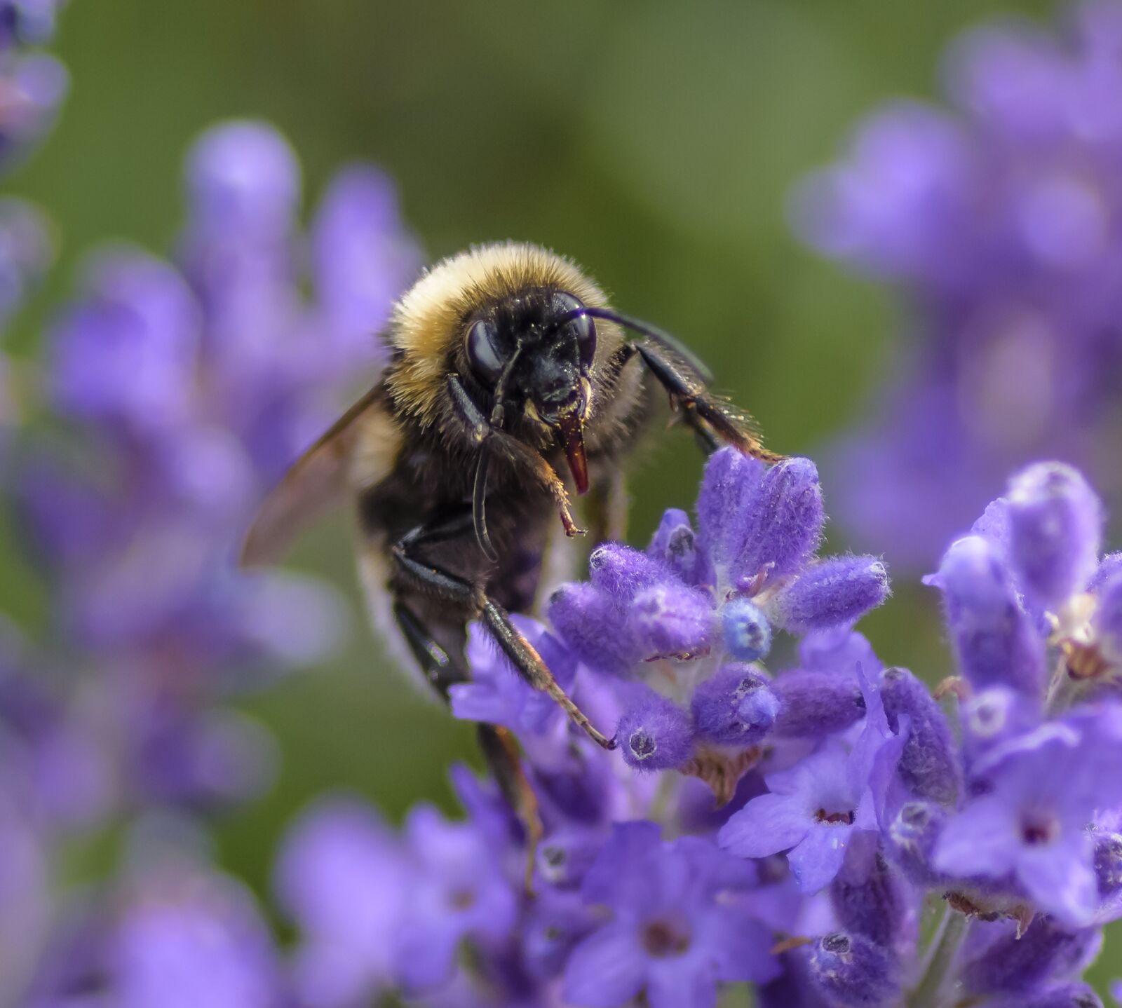 Nikon D7200 sample photo. Bee, nectar, pollen photography