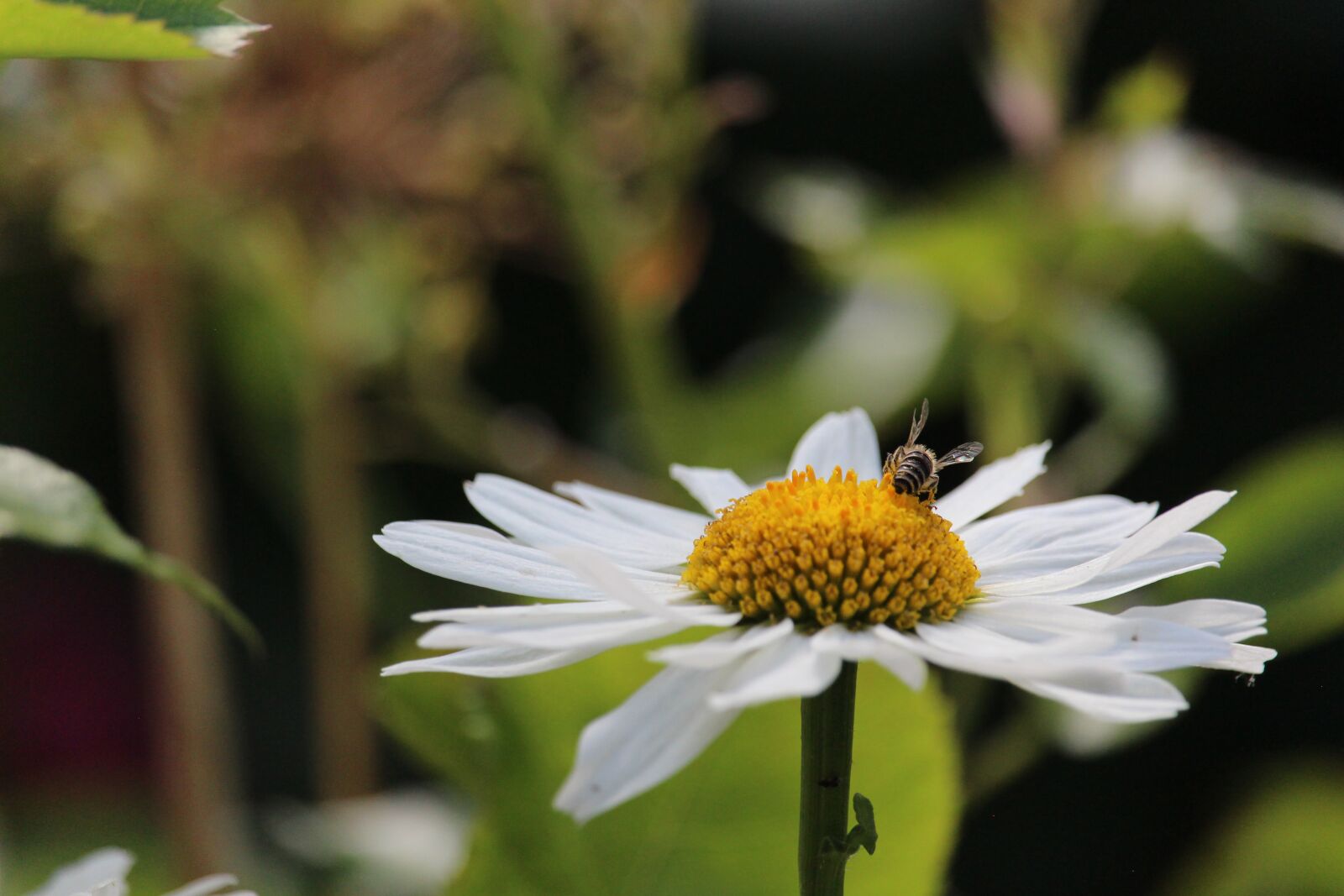 Canon EF-S 55-250mm F4-5.6 IS STM sample photo. Margaritte, white flower, pollen photography