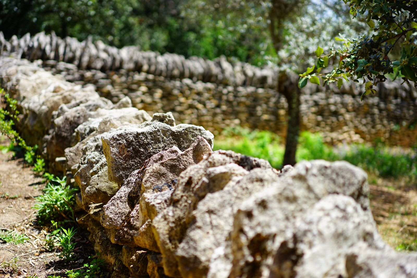 Sony a7 + Sony Sonnar T* FE 55mm F1.8 ZA sample photo. Drywall, dry stone wall photography