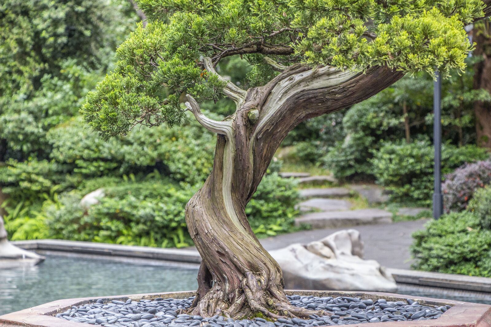 Canon EOS 700D (EOS Rebel T5i / EOS Kiss X7i) sample photo. Zen, plant, landscape photography