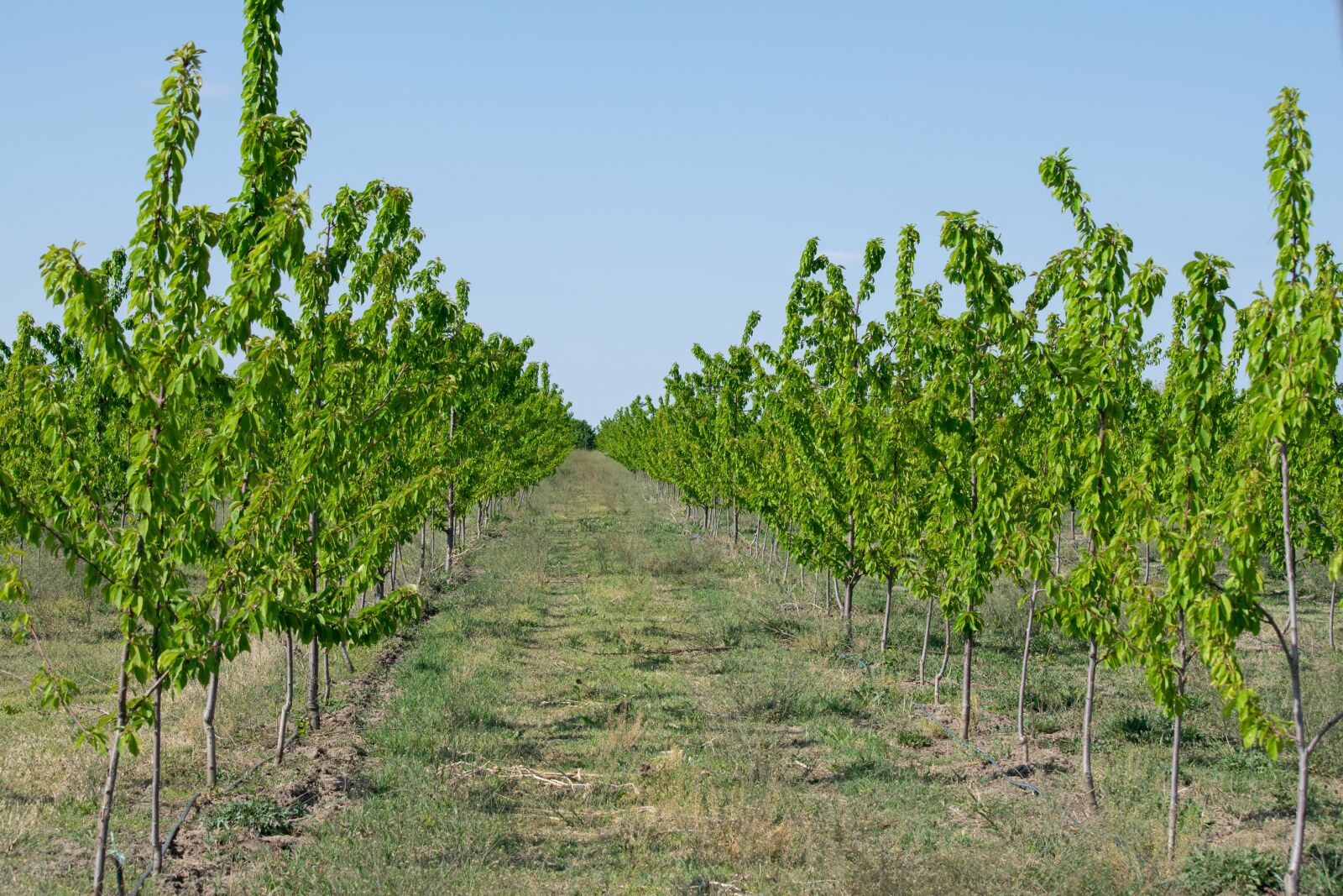 Nikon D3300 sample photo. Green, trees, nature photography