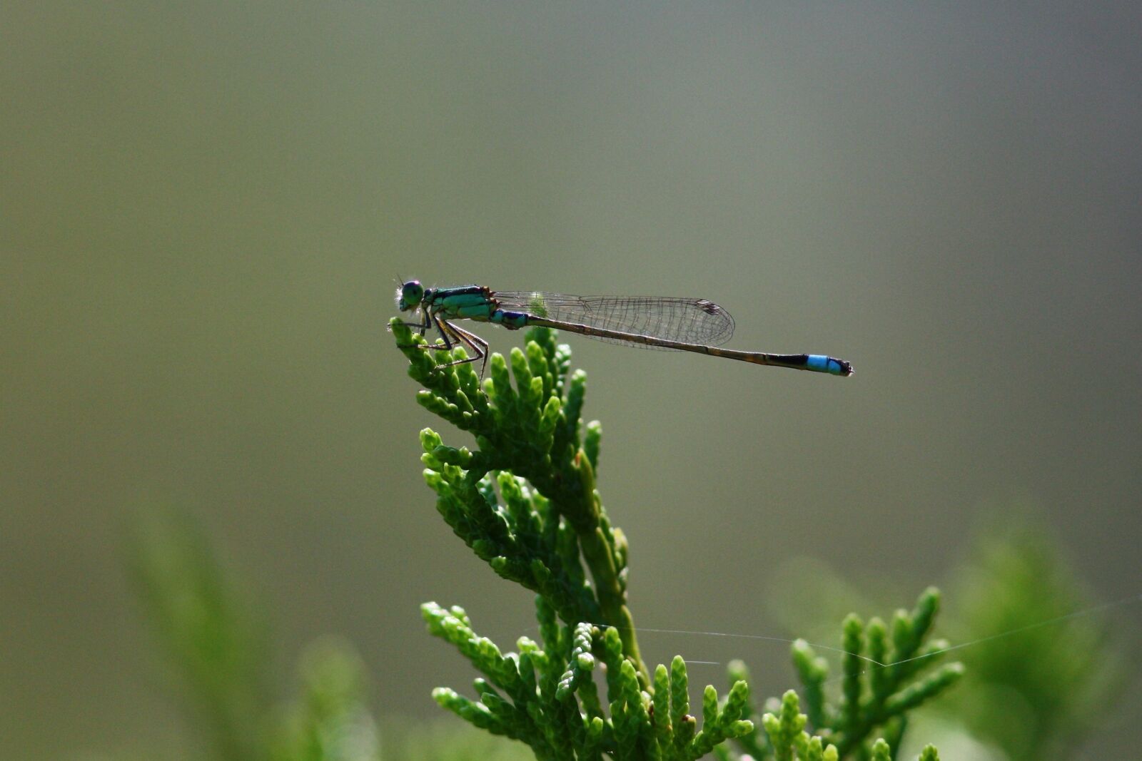 Canon EOS 450D (EOS Rebel XSi / EOS Kiss X2) sample photo. Dragon fly, blue, insect photography