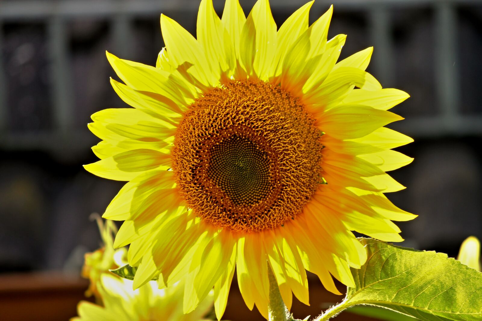 Canon EOS 1100D (EOS Rebel T3 / EOS Kiss X50) sample photo. Sunflower, blossom, bloom photography