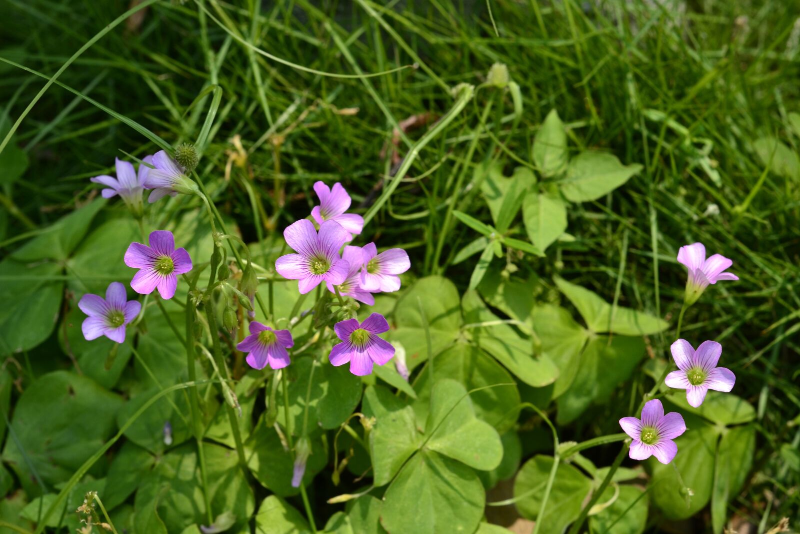 Nikon D3100 sample photo. Flowers and plants, clover photography