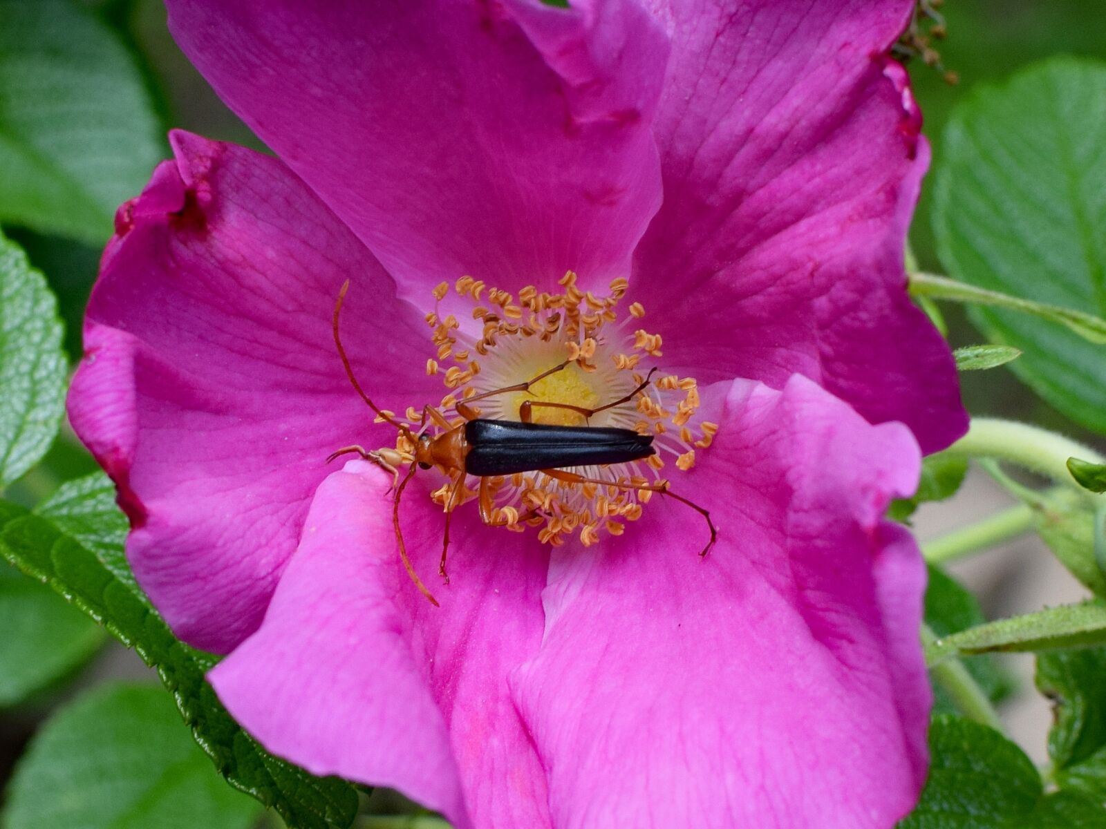 Nikon D3300 sample photo. Red fire beetle and photography