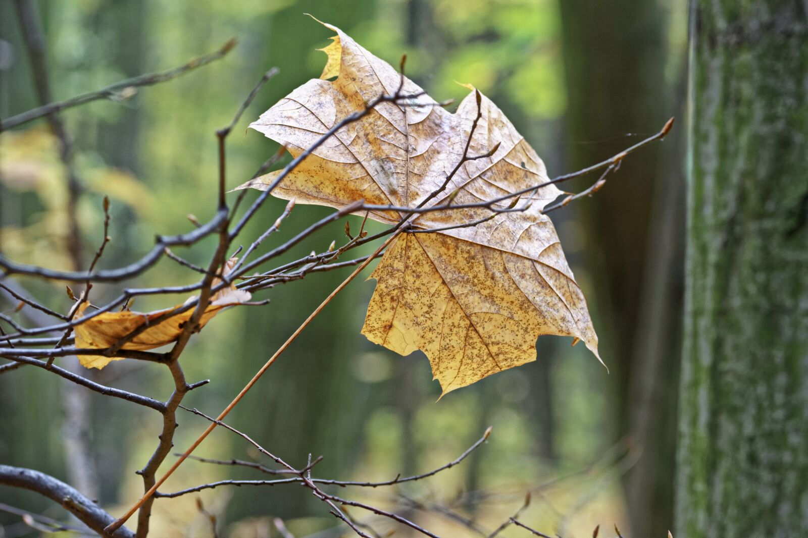 Nikon D5100 sample photo. Leaf, dry, brown photography