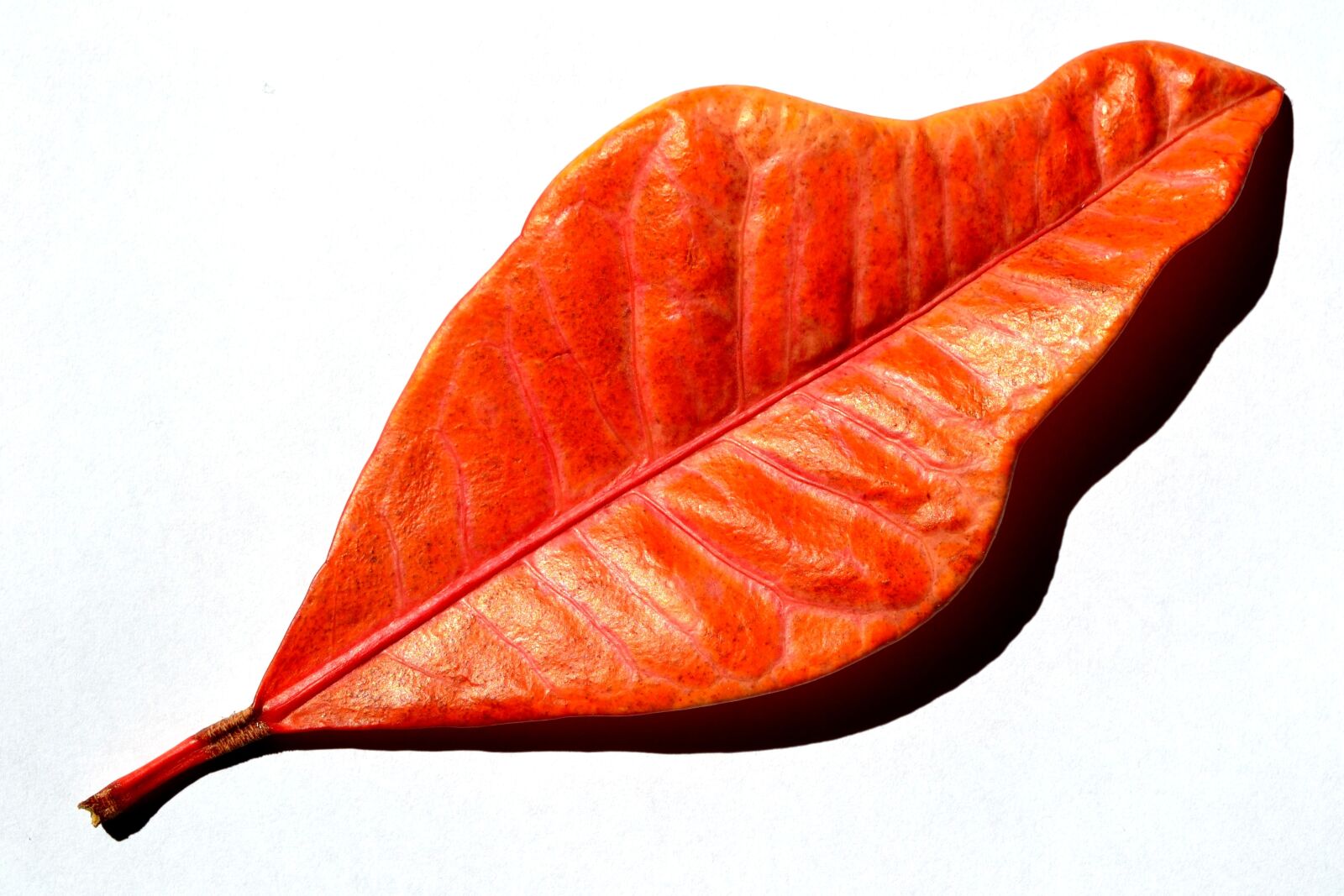 Nikon D3100 sample photo. Leaf, autumn, nature photography