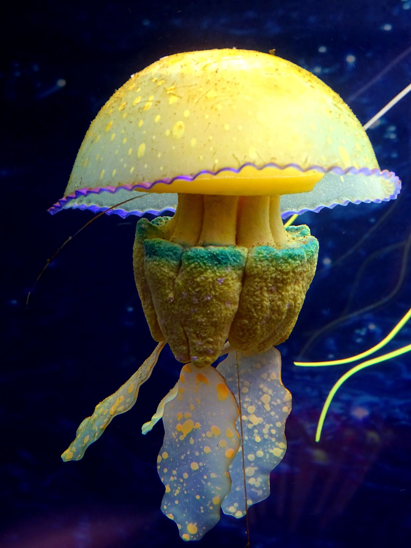 Sony Cyber-shot DSC-HX400V sample photo. Color, medusa, underwater world photography