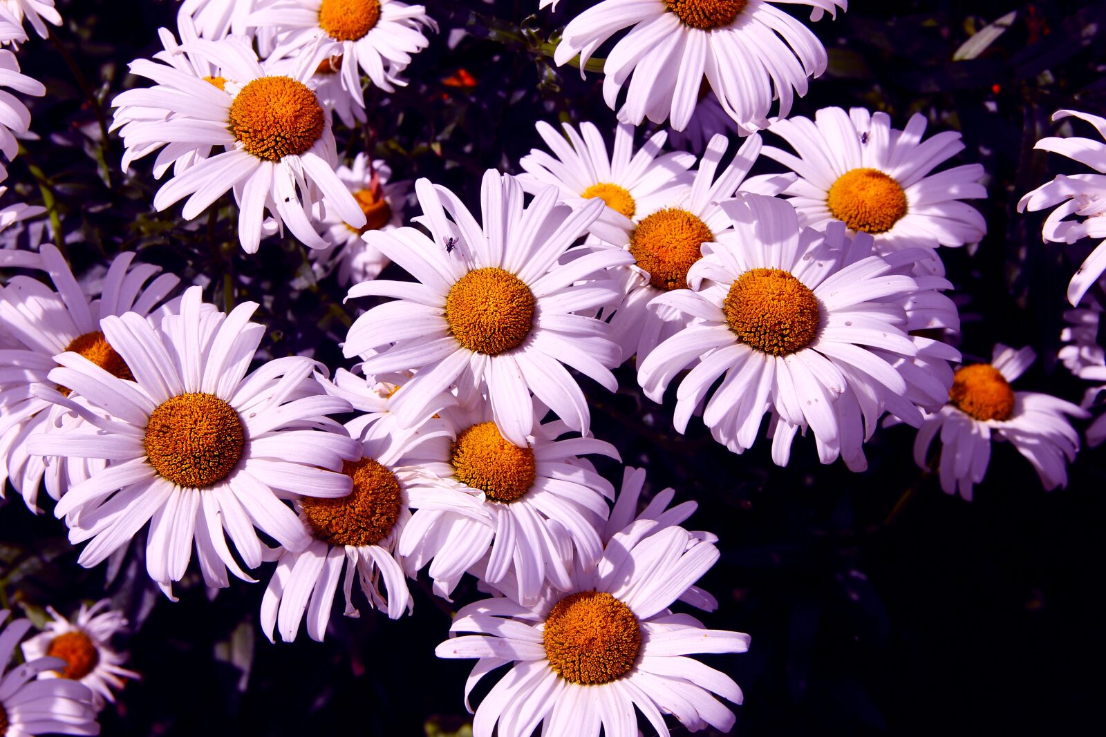 Canon EOS 550D (EOS Rebel T2i / EOS Kiss X4) sample photo. Daisies, flowers, spring photography