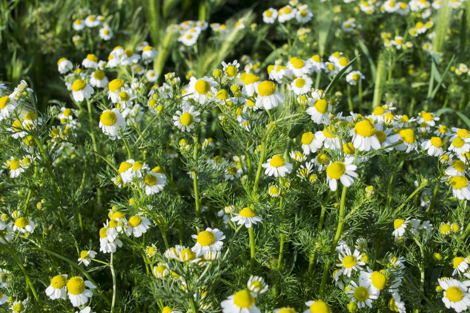 Nikon D5300 sample photo. Plant, flower, the hay photography