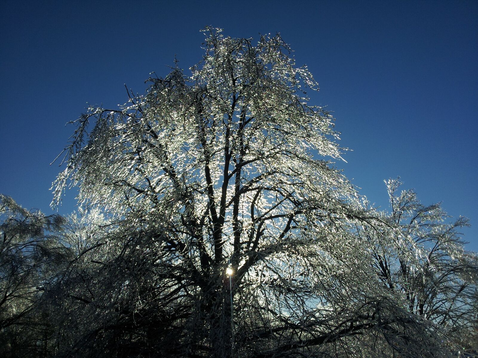 Samsung SGH-I997R sample photo. Ice, tree, winter photography
