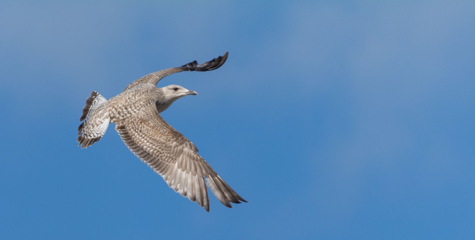 Nikon D5200 sample photo. Seagull, bird, freedom photography