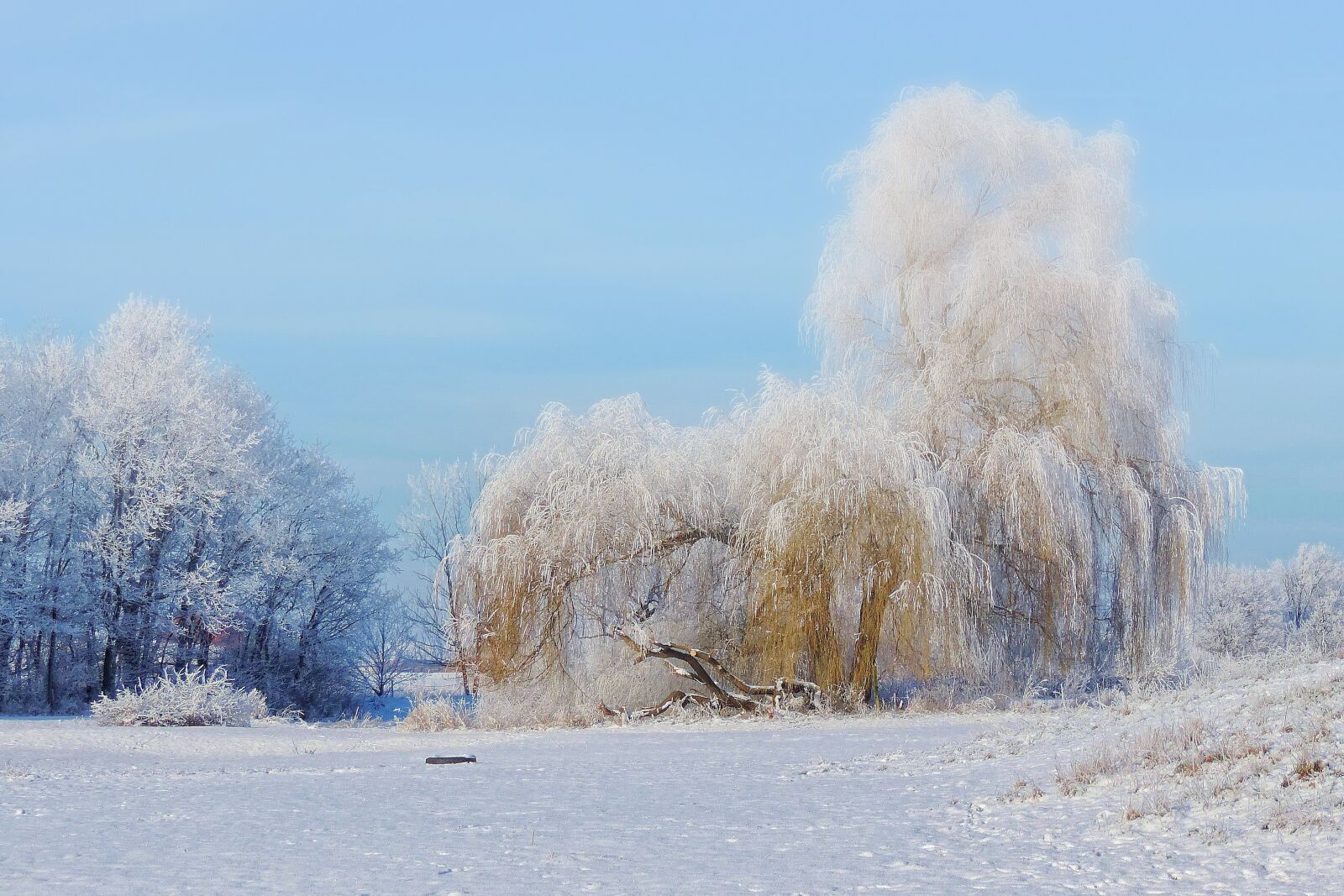Nikon Coolpix P520 sample photo. Landscape, tree, pasture photography