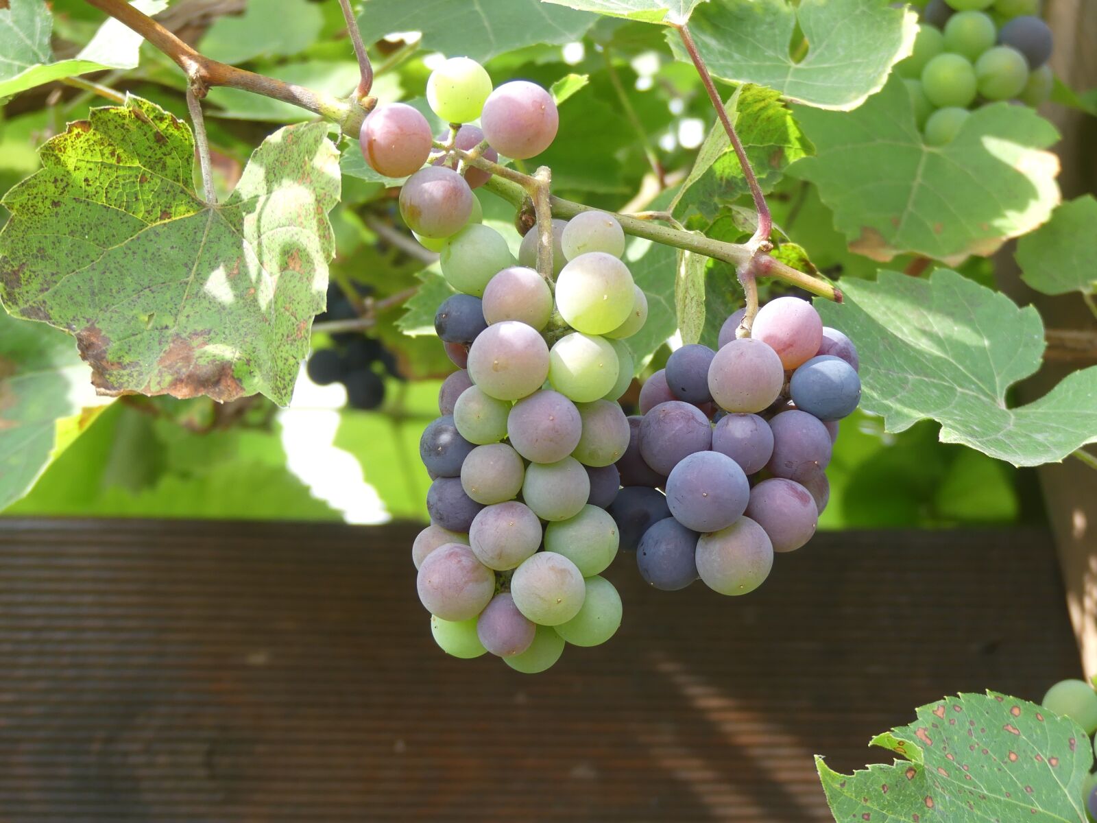 Panasonic Lumix DMC-FZ300 sample photo. Grapes, wine, vine photography