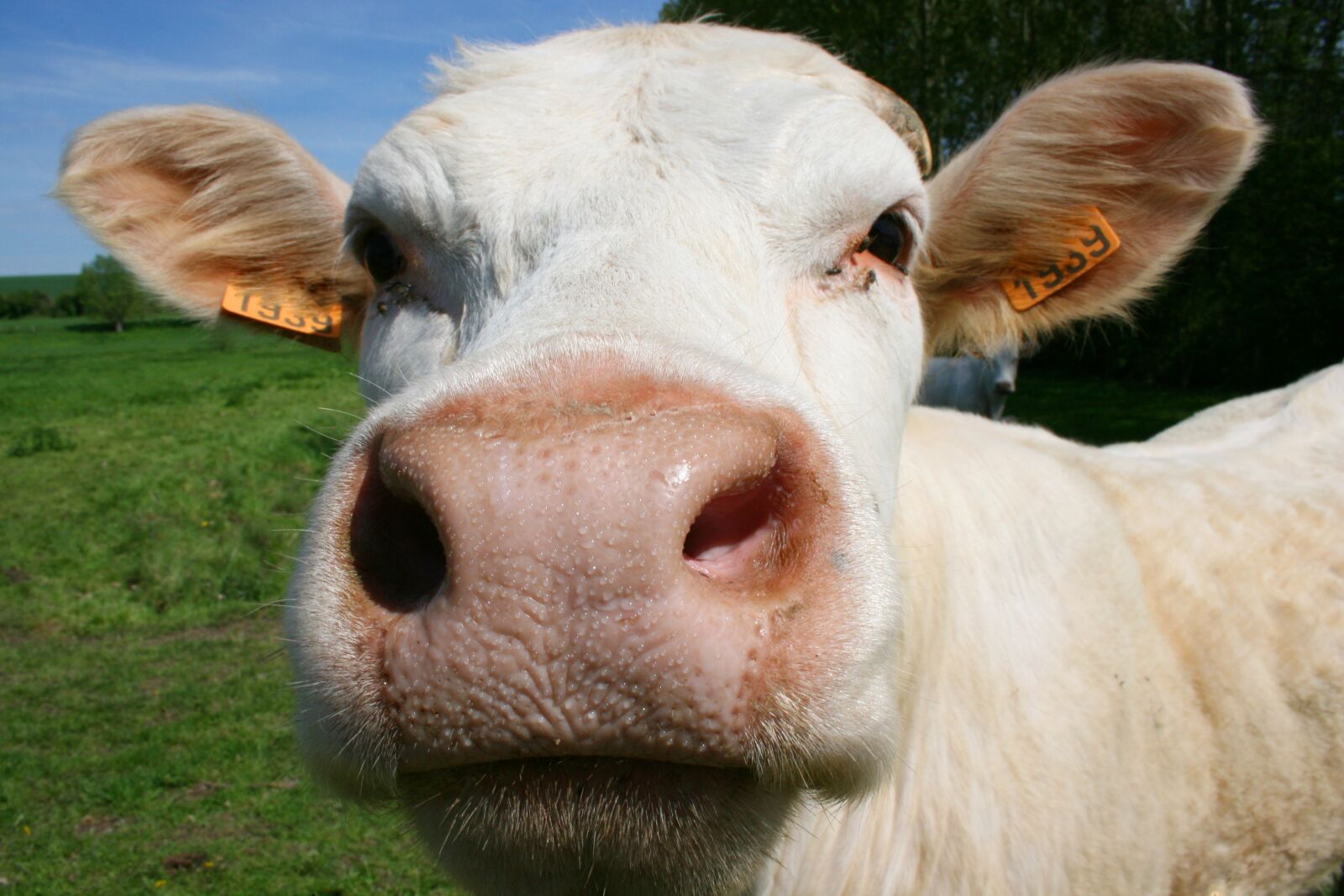Canon EOS 400D (EOS Digital Rebel XTi / EOS Kiss Digital X) sample photo. Cow, animal, cattle photography