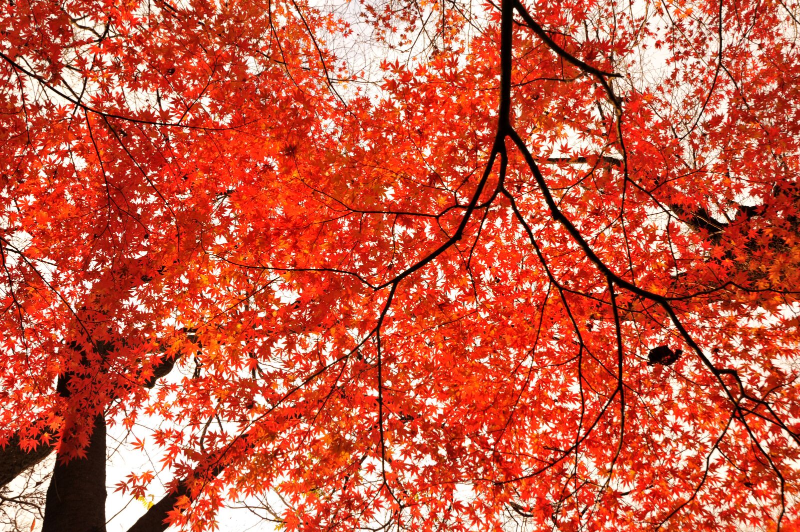 Nikon D700 sample photo. Autumnal leaves, park, sunbeams photography
