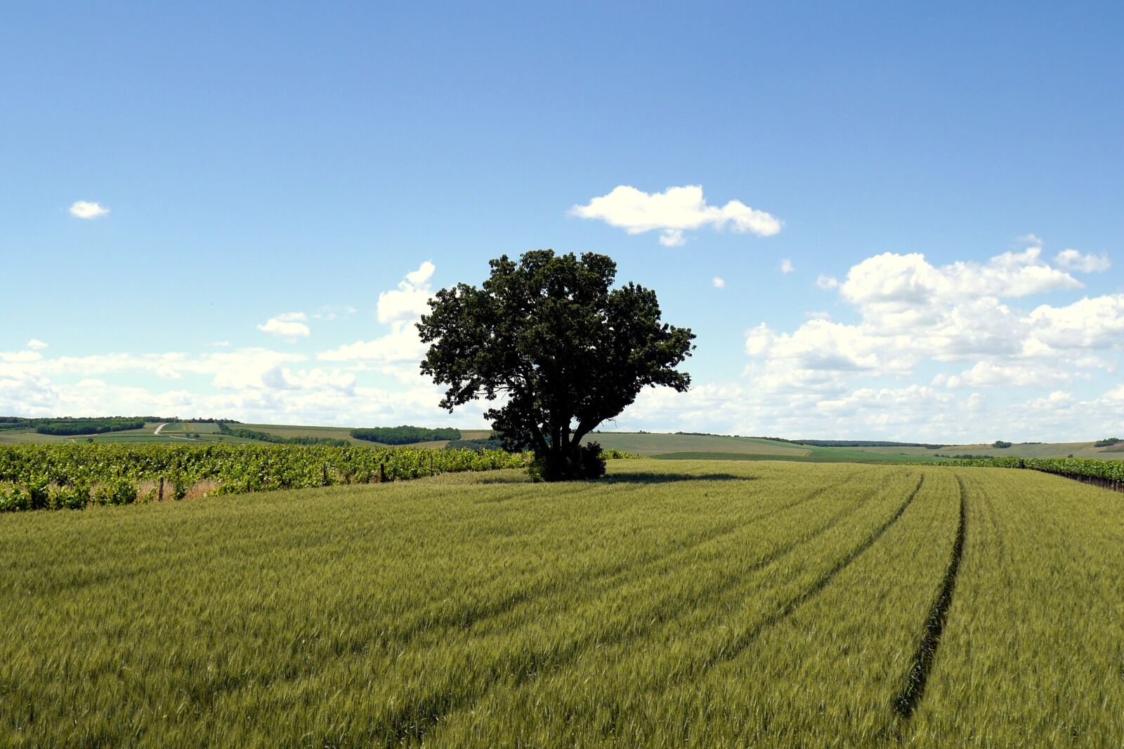 Panasonic Lumix DMC-G6 sample photo. Tree, field, the grain photography