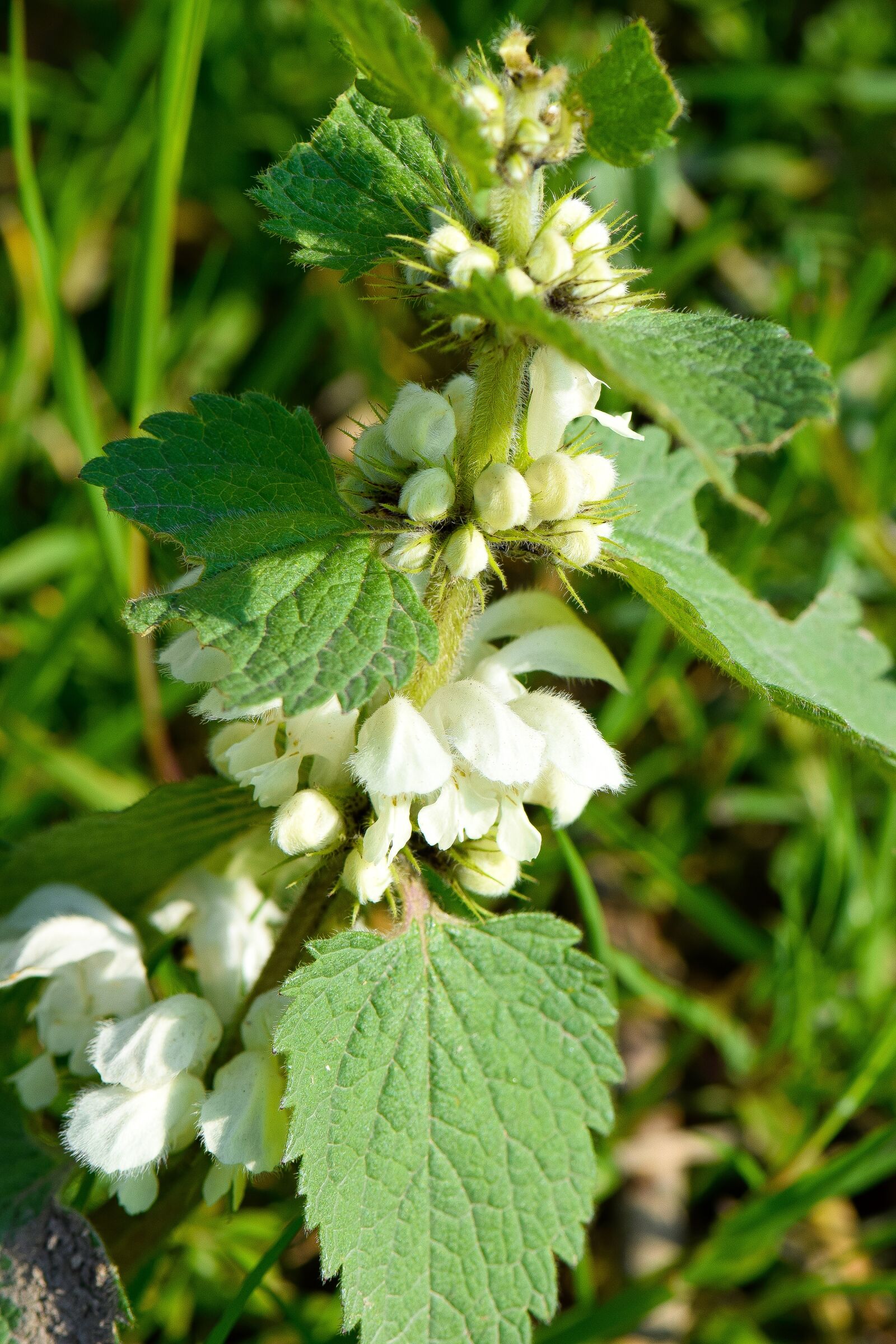 Nikon D5300 sample photo. Nettle, nature, bloom photography