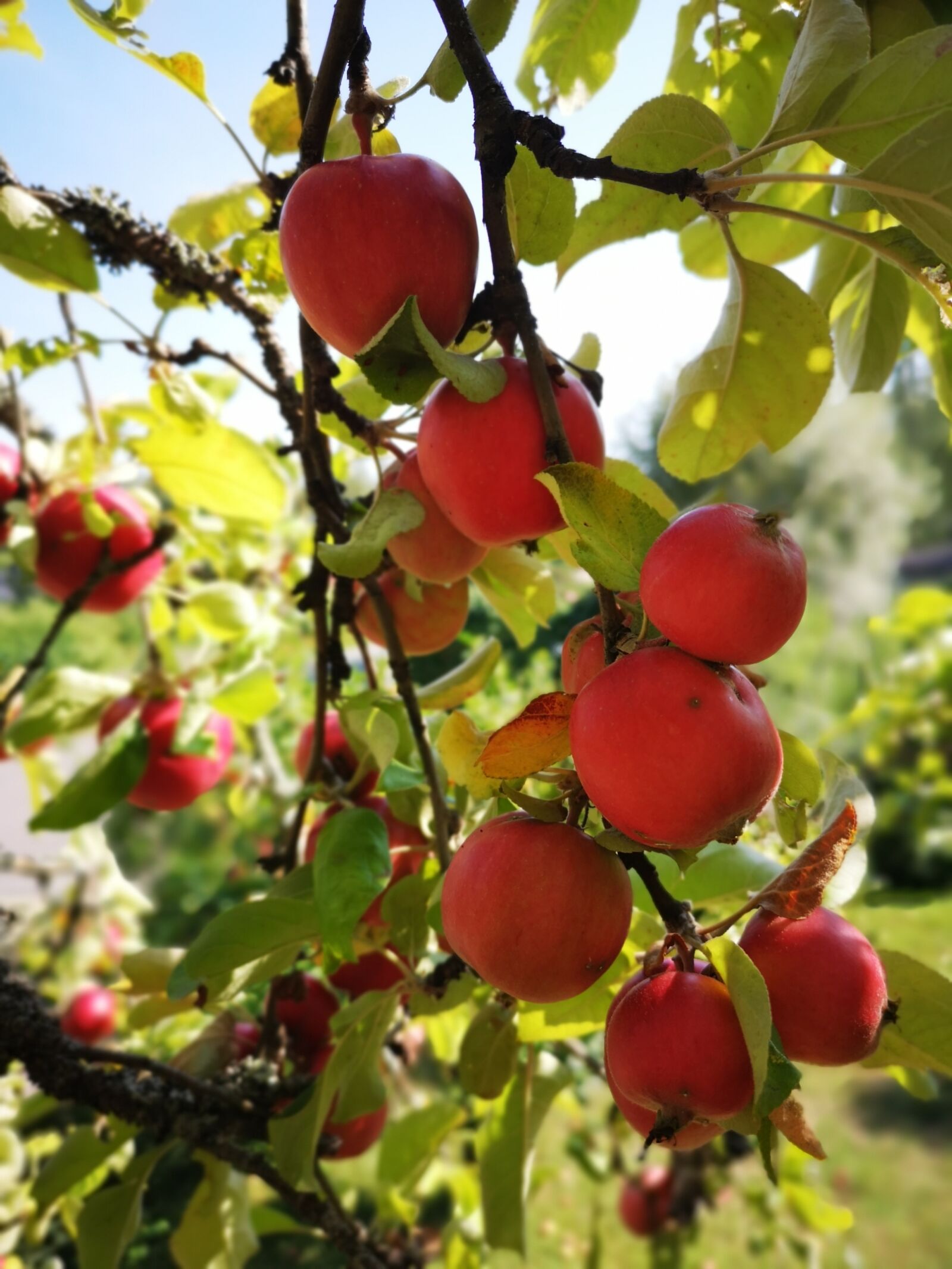 HUAWEI CLT-L29 sample photo. Apple tree, apple, autumn photography