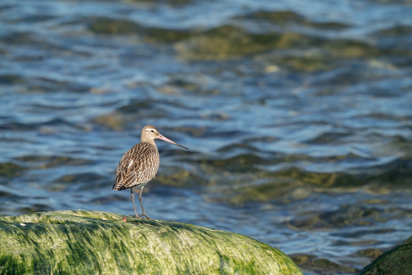 Sony a9 sample photo. Bar-tailed godwit, limosa lapponica photography