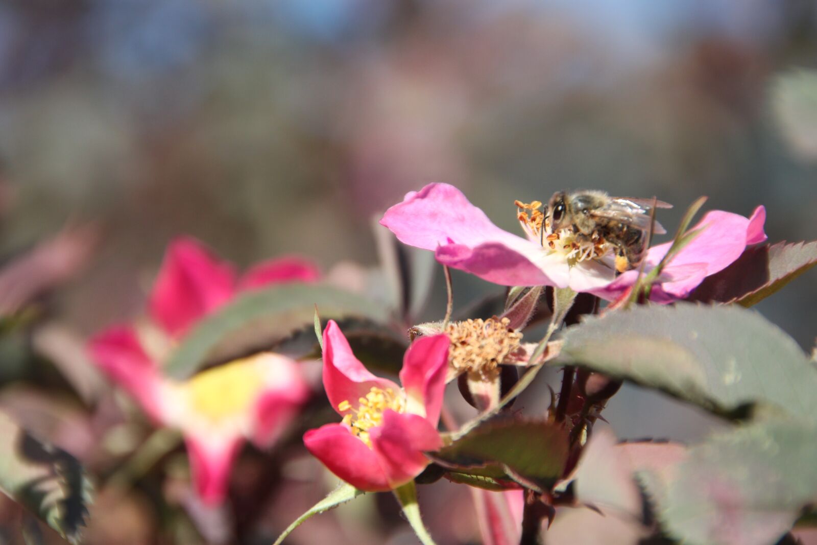 Canon EOS 500D (EOS Rebel T1i / EOS Kiss X3) sample photo. Rose, blossom, bloom photography