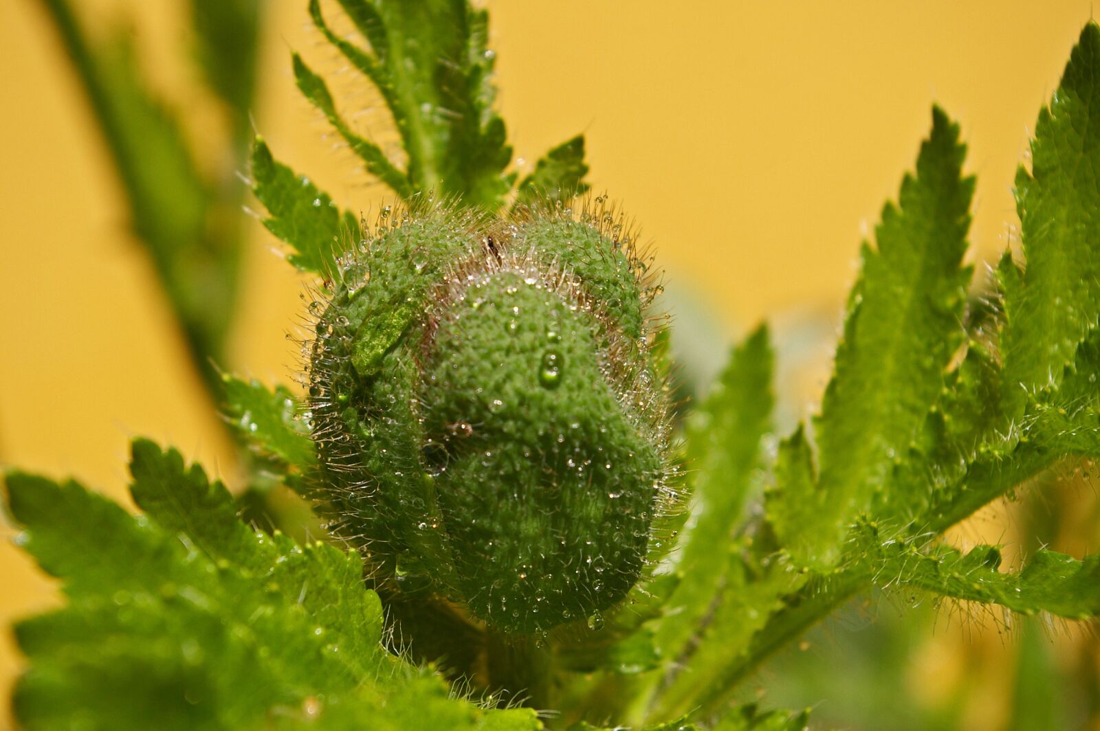Pentax *ist DL2 sample photo. Bud, klatschmohn, poppy photography
