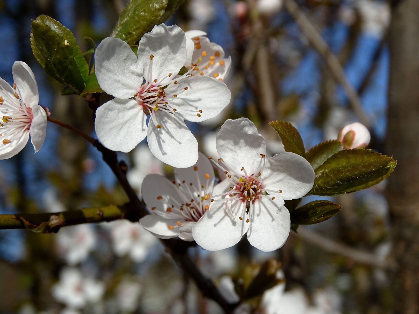 Sony Cyber-shot DSC-HX400V sample photo. Cherry blossoms, flowers, spring photography