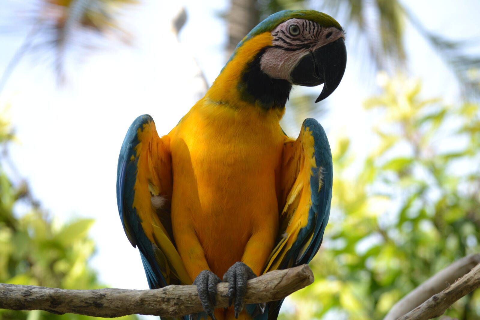 Nikon D3100 sample photo. Bird, from, paradise photography
