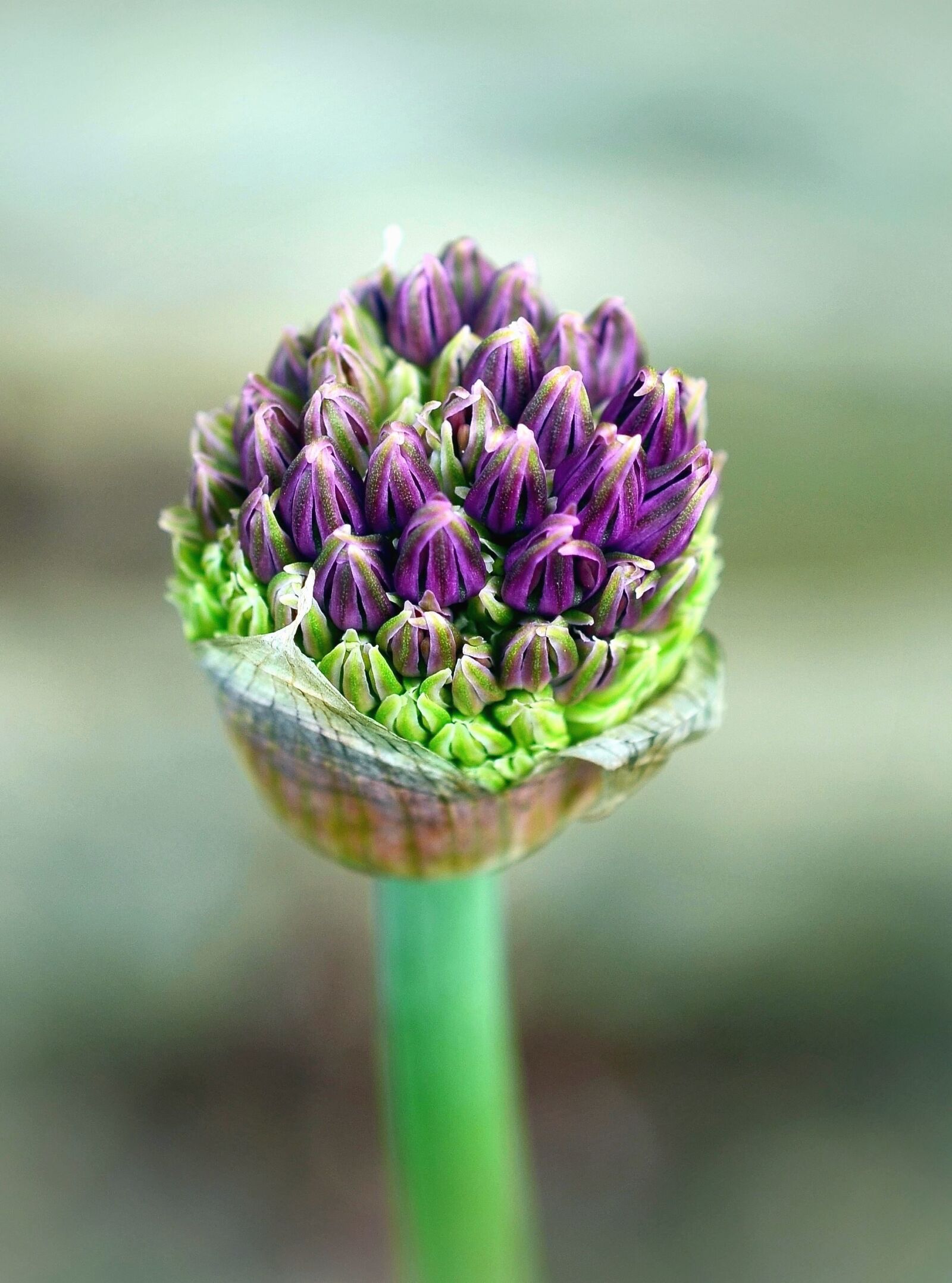 Nikon D5100 sample photo. Haulm, flower, nature, bud photography
