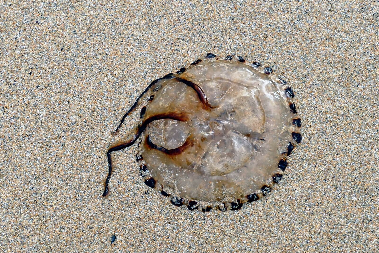 Panasonic Lumix DMC-FZ1000 sample photo. Beach, jellyfish, sea photography