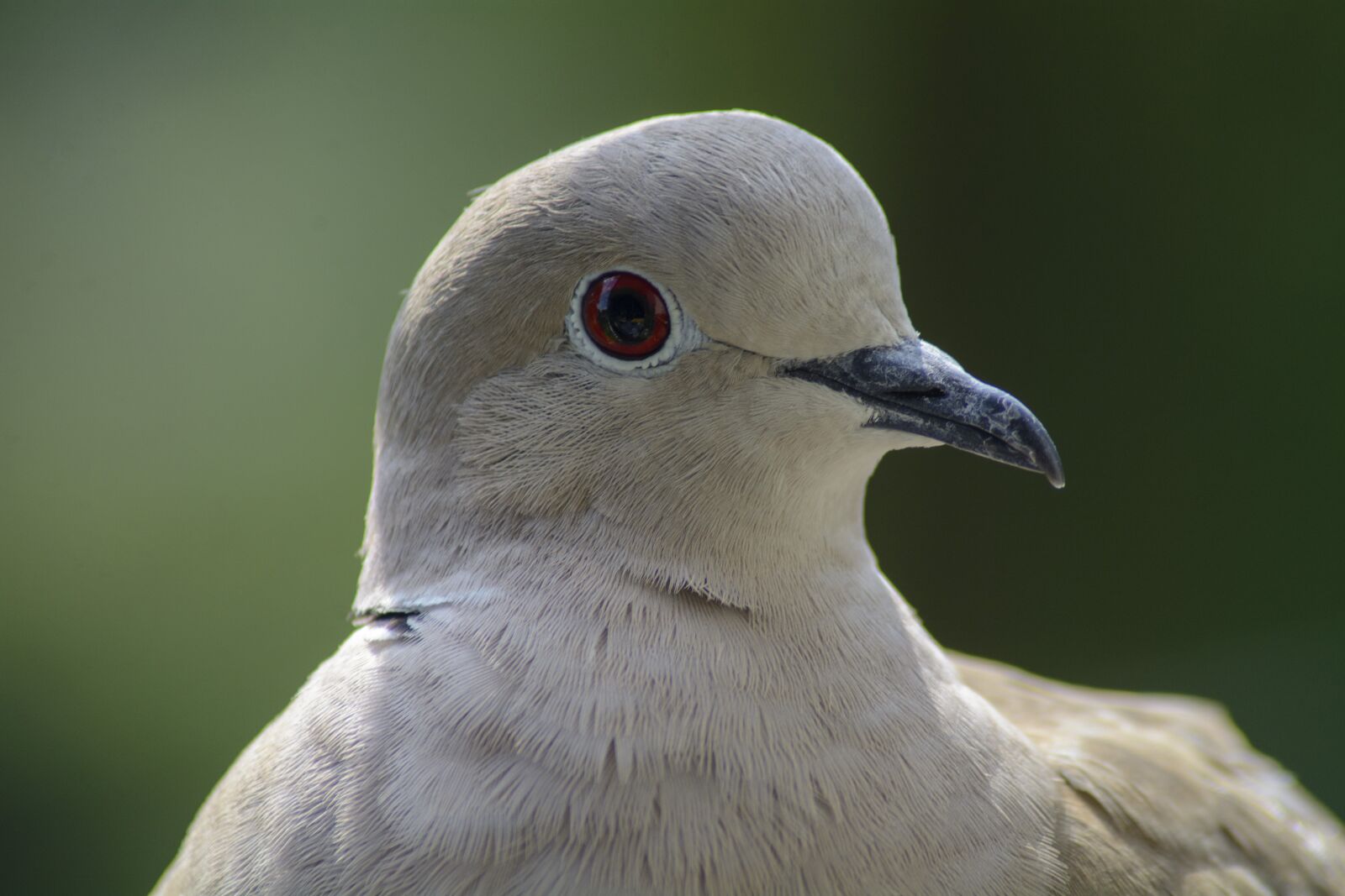 Nikon D7100 sample photo. Dove, collared, portrait photography