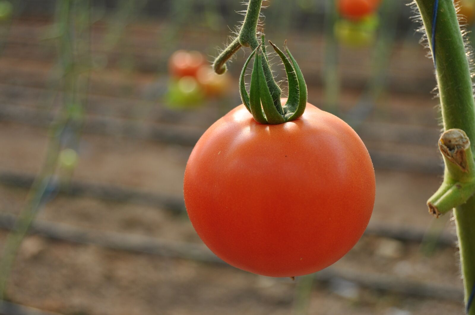 Nikon D5000 sample photo. Tomato, greenhouse, vegetables photography