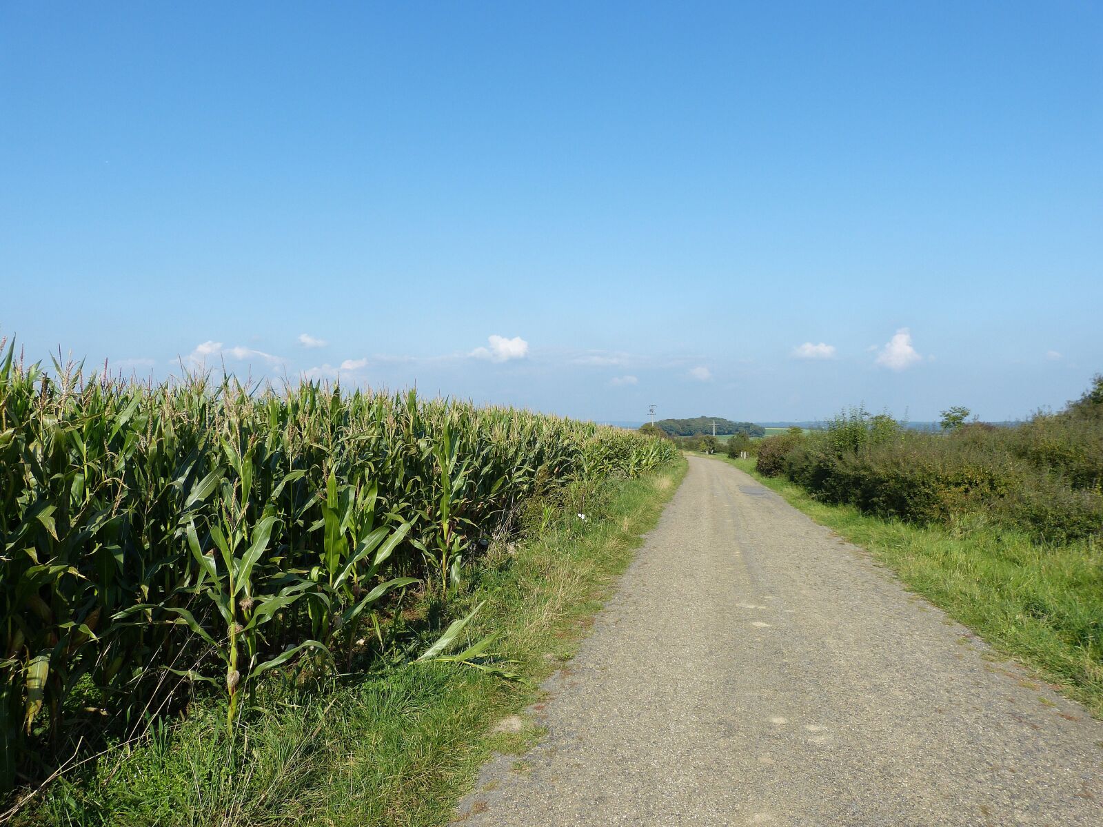 Panasonic Lumix DMC-FZ150 sample photo. Field, cornfield, nature photography