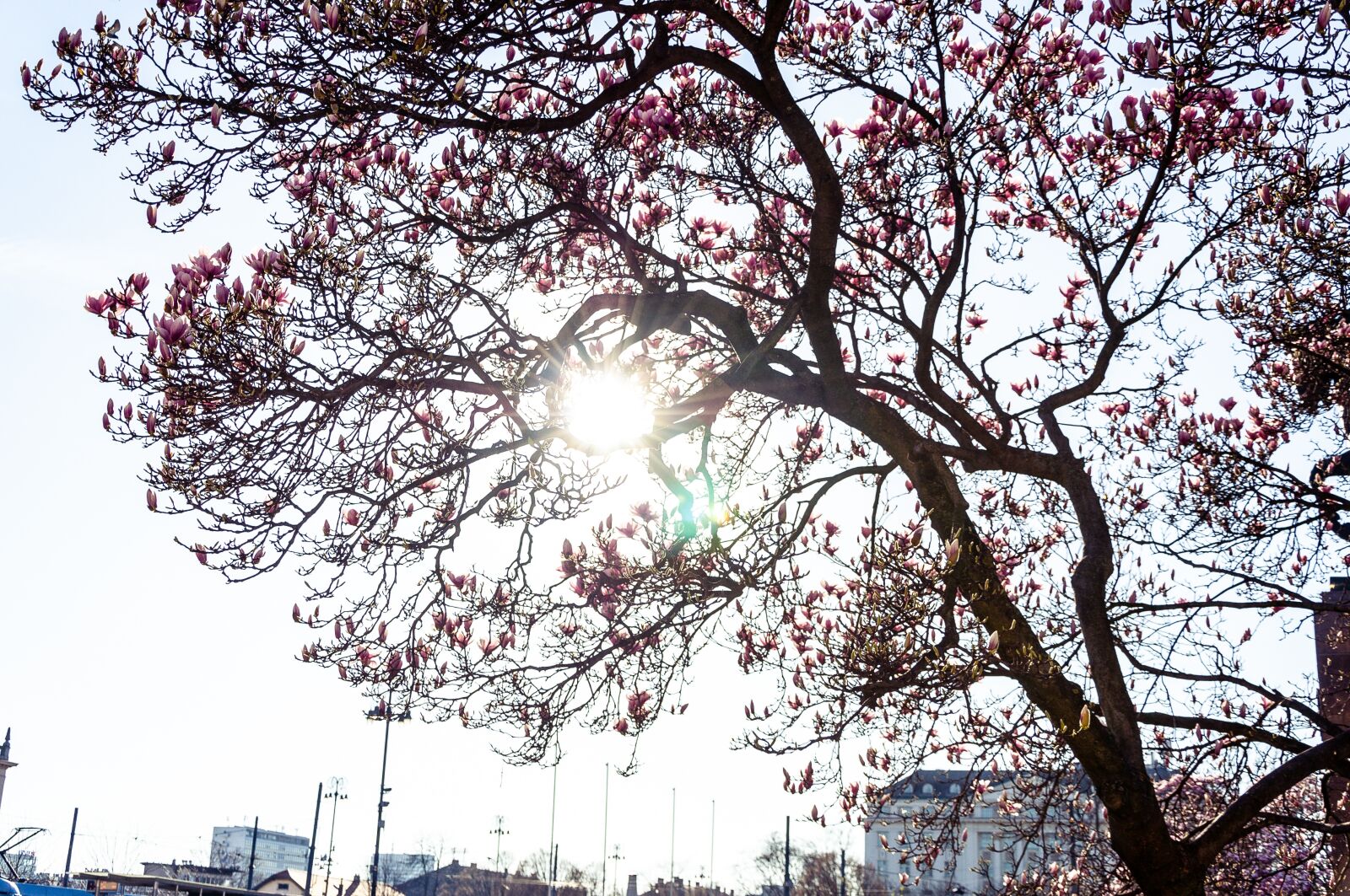Nikon D90 sample photo. Tree, sunshine, sun photography