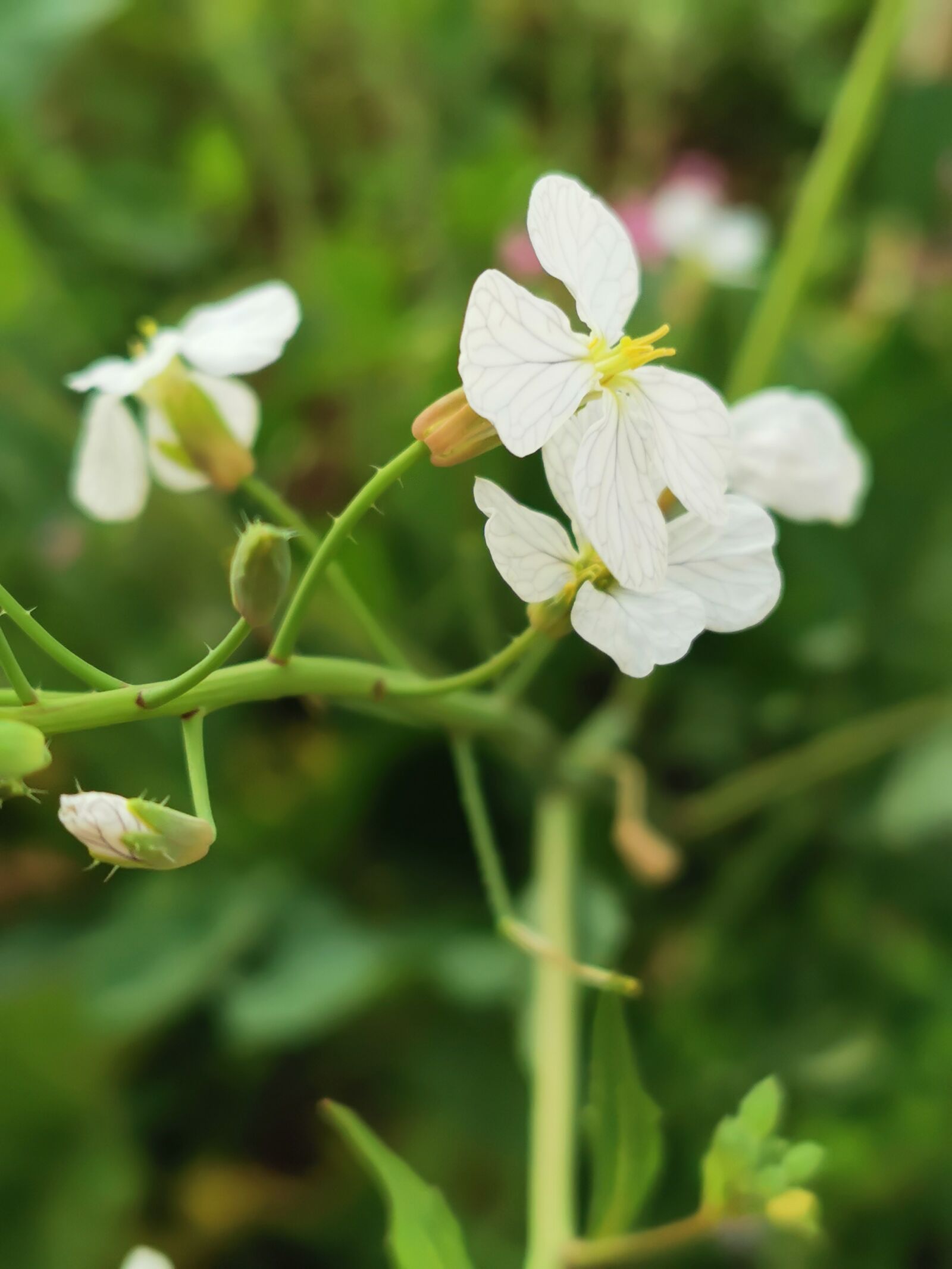 HUAWEI P30 Pro sample photo. Nature, landscape, flower photography