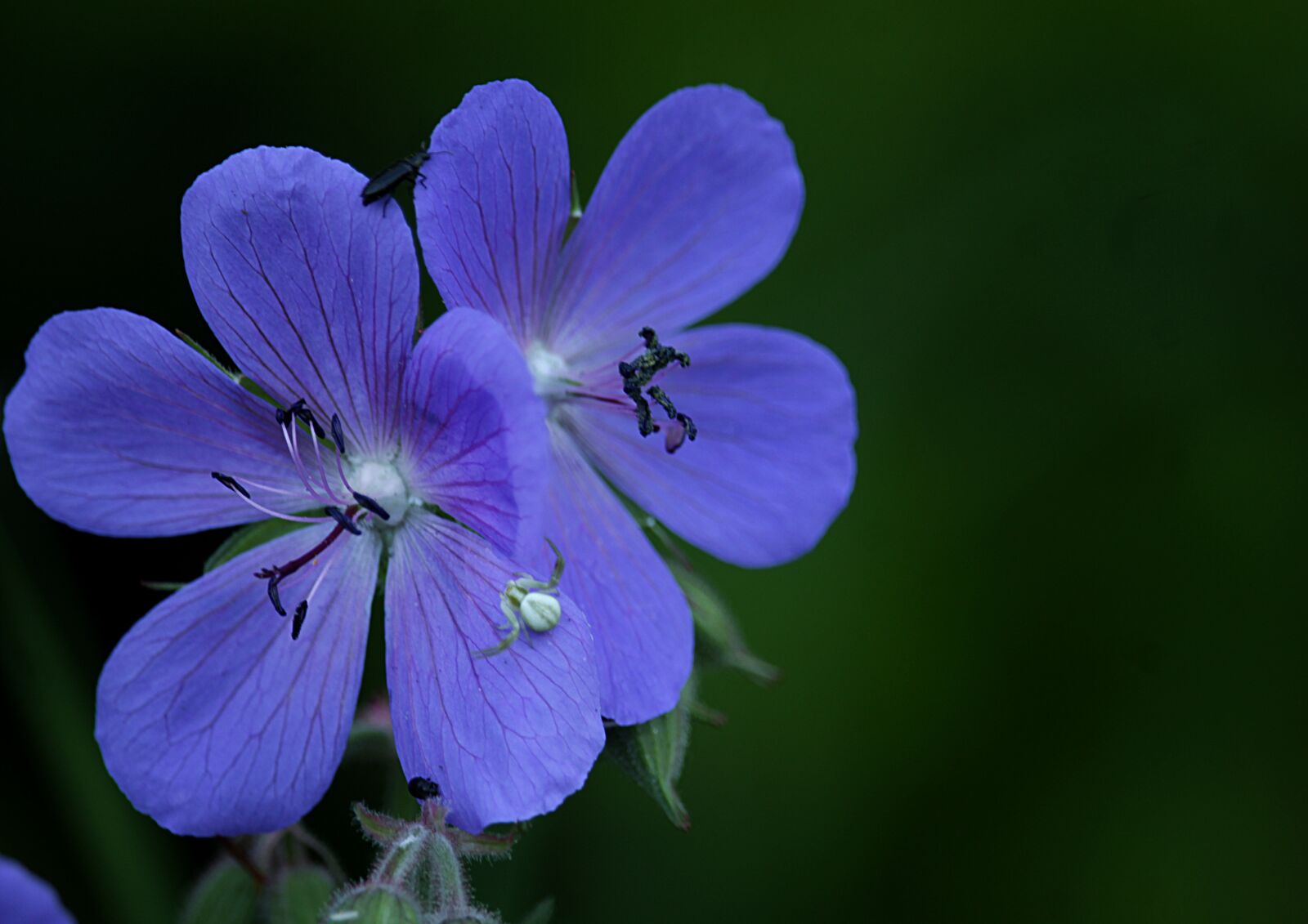 Canon EOS 1200D (EOS Rebel T5 / EOS Kiss X70 / EOS Hi) sample photo. Flower, blue, spring photography