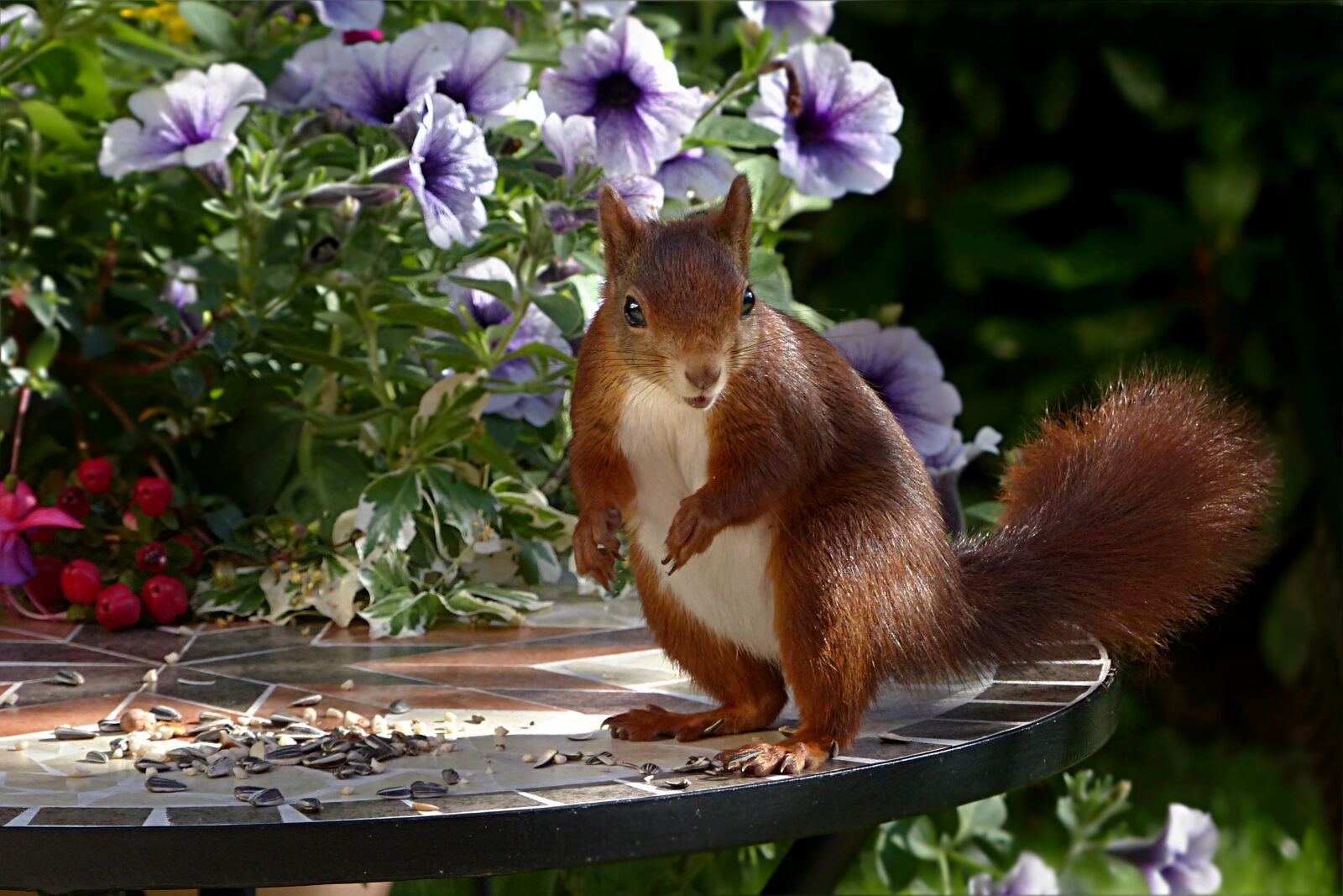 Panasonic Lumix DMC-FZ200 sample photo. Animal, mammal, squirrel photography