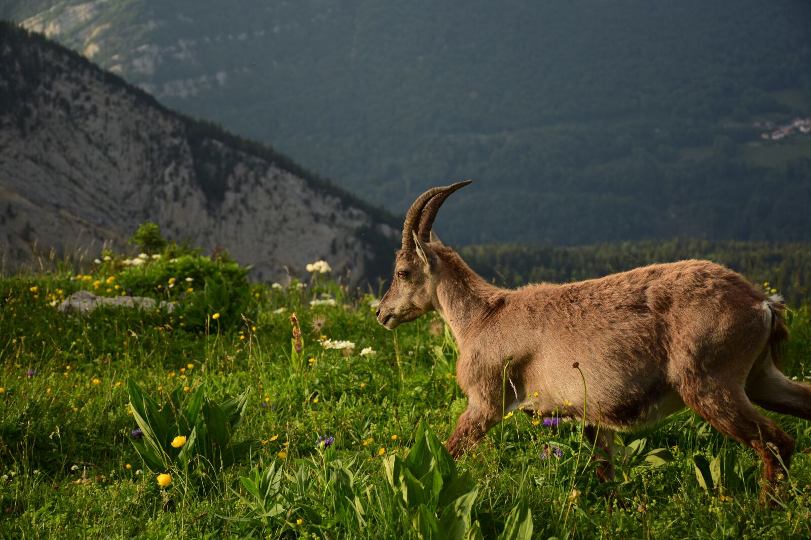 Nikon D5300 sample photo. Ibex, nature, mounting photography
