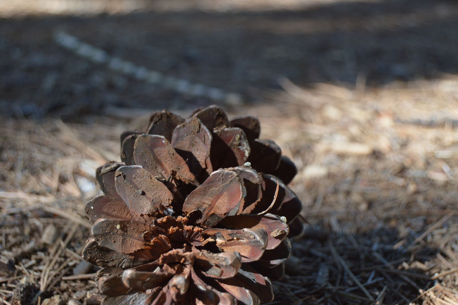 Nikon D3200 sample photo. Nature, dry, open air photography