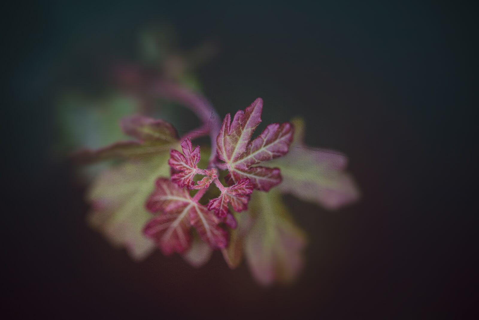 Nikon D750 sample photo. Leaf, plant, nature photography
