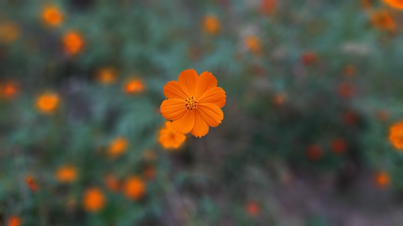 Samsung Galaxy A9 (2018) sample photo. Plants, background, nature photography