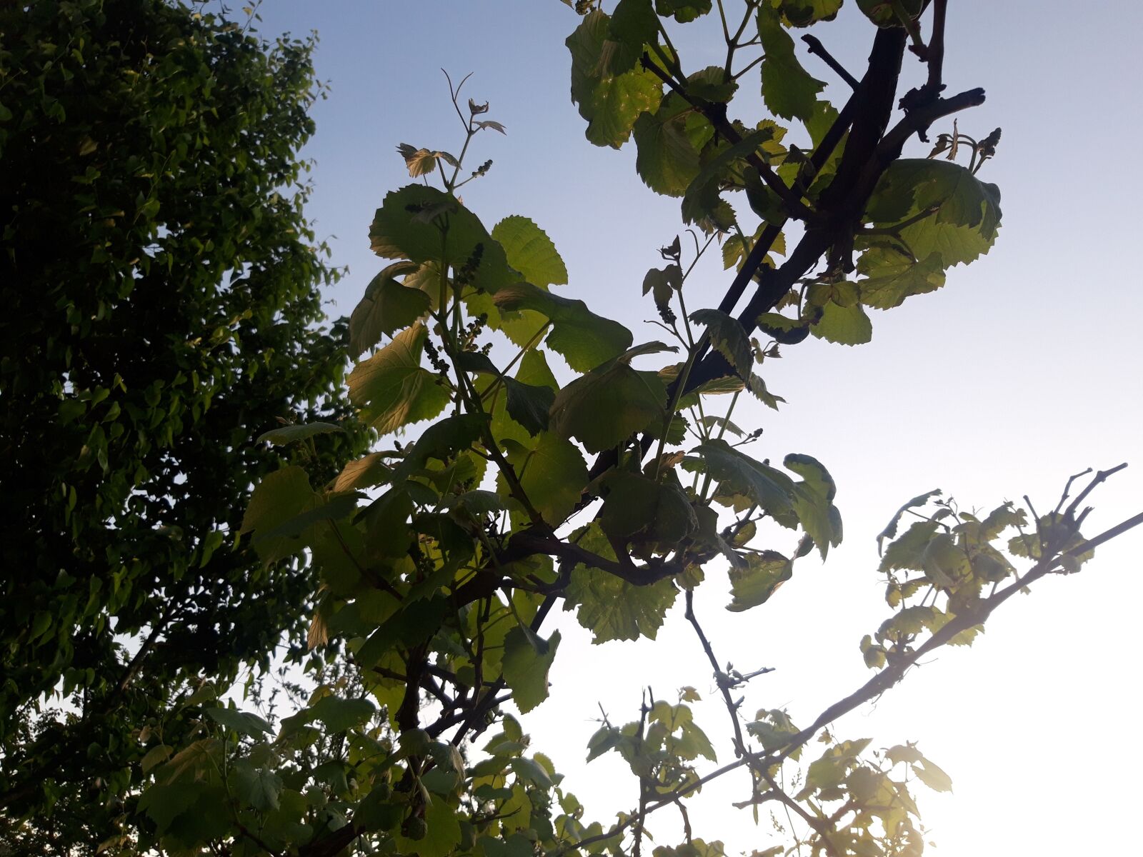 Samsung Galaxy A6 sample photo. Grapes, new, sweet photography