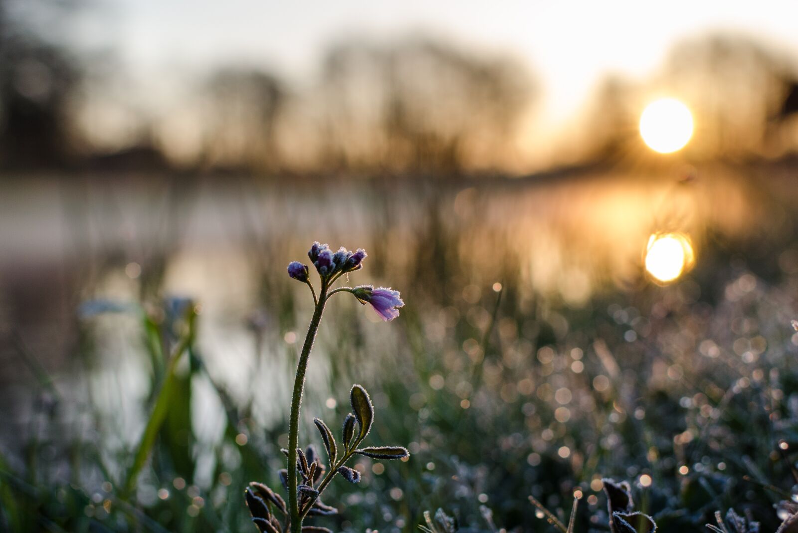 Nikon D5100 sample photo. Flower, dawn, rosa photography