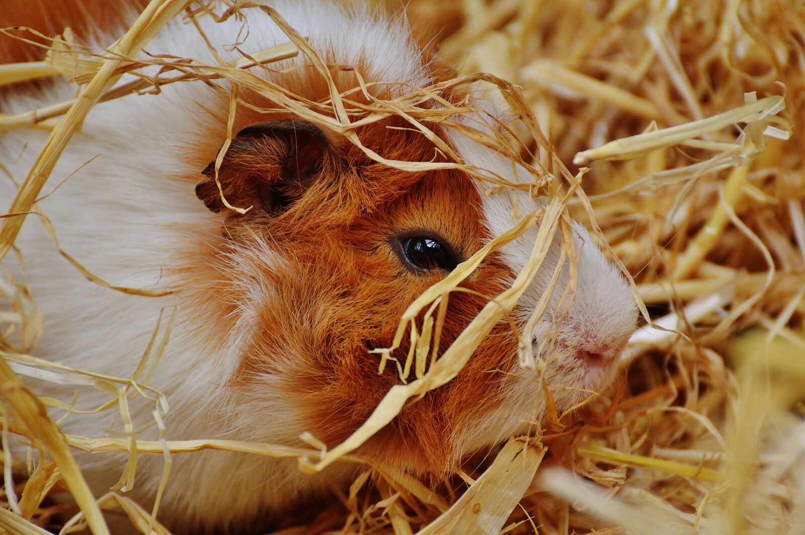 Nikon D3200 sample photo. Guinea pig, wildpark poing photography